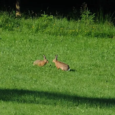 Hotel Garni Kaltenbach