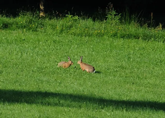 Отель Garni Kaltenbach
